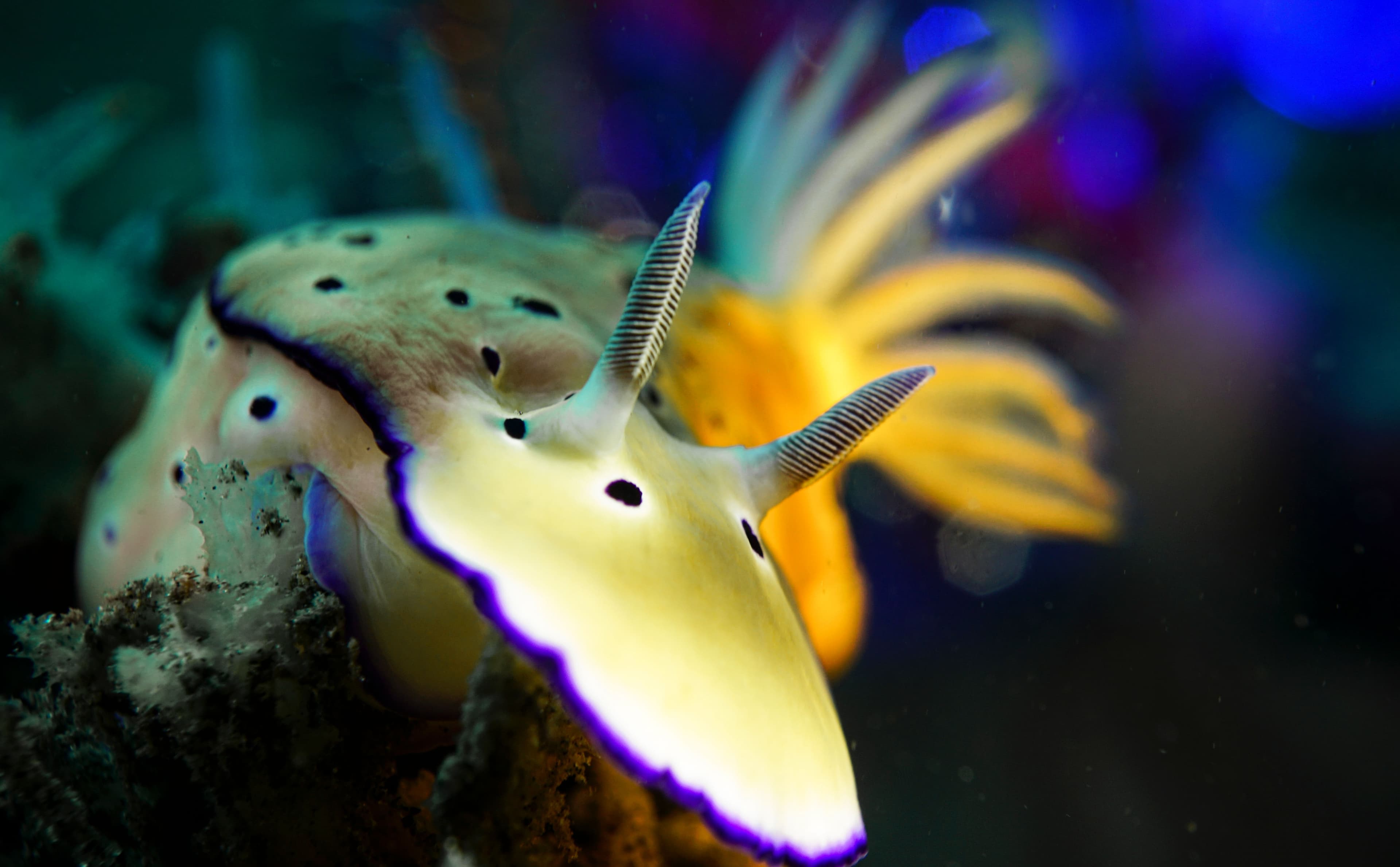 Open Category - Macro Entry