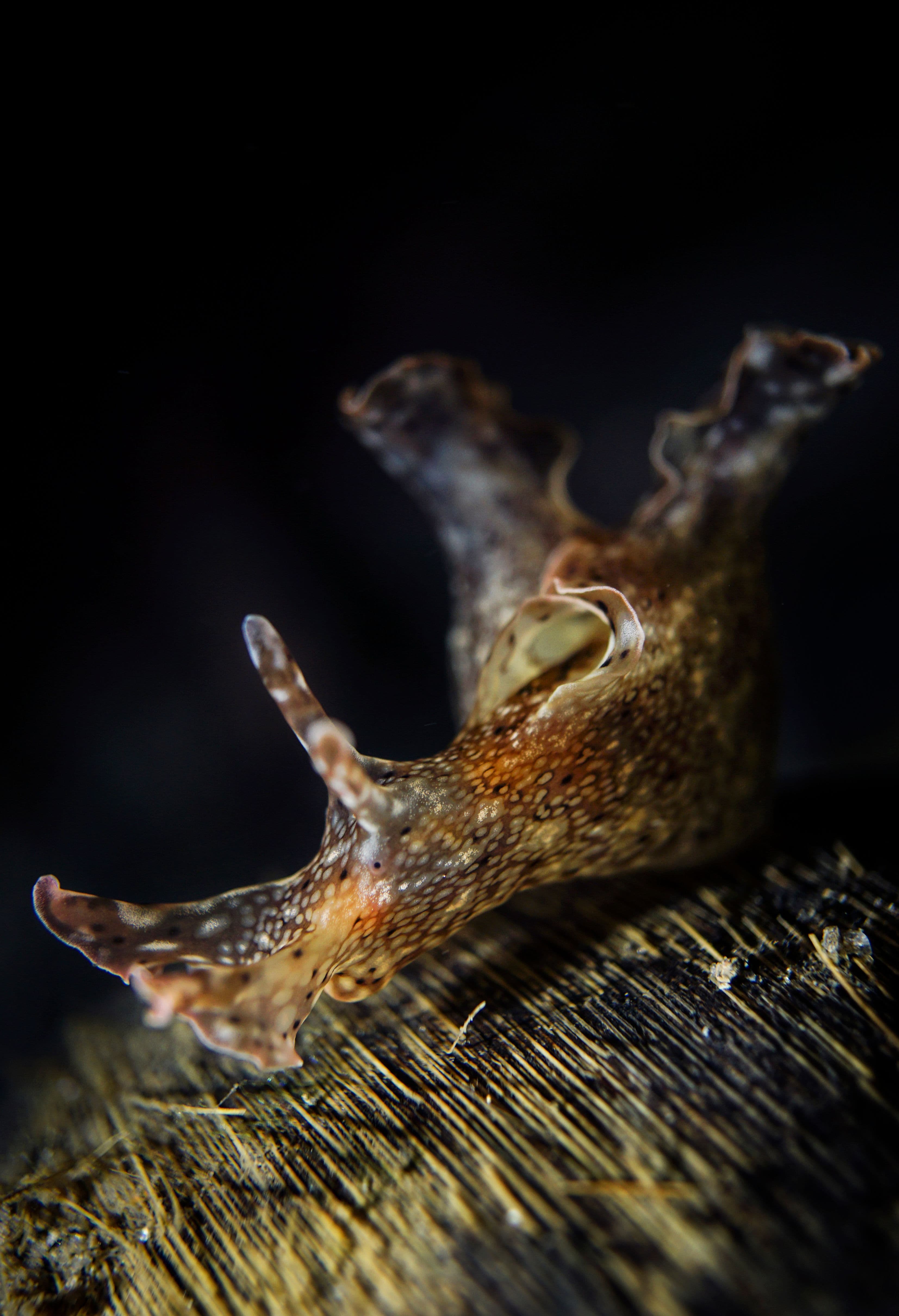 Open Category - NDI Entry