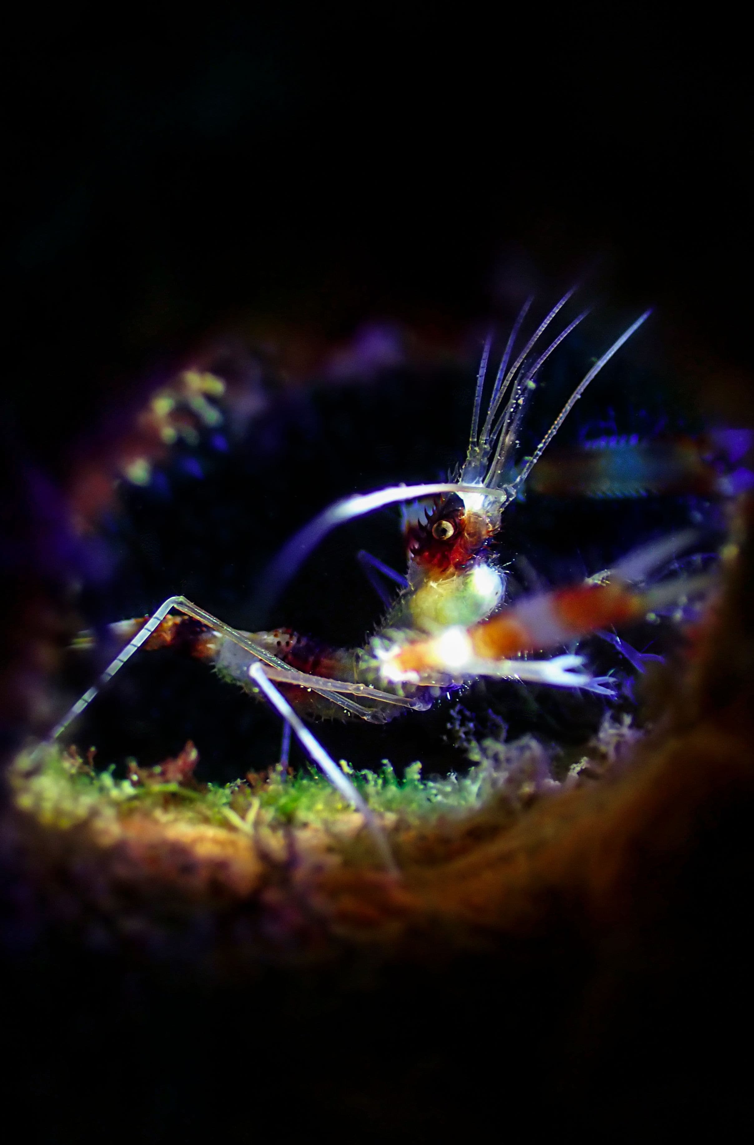 Competition - CLT Entry