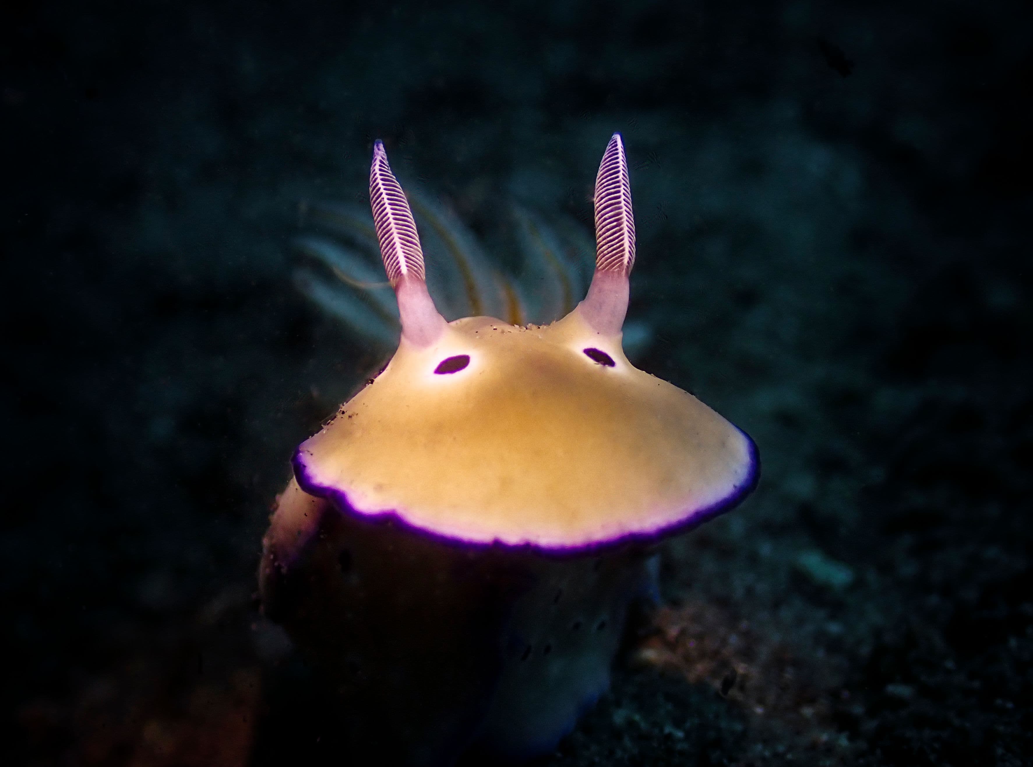 Competition - NDI Entry